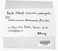 Melampsora euphorbiae image